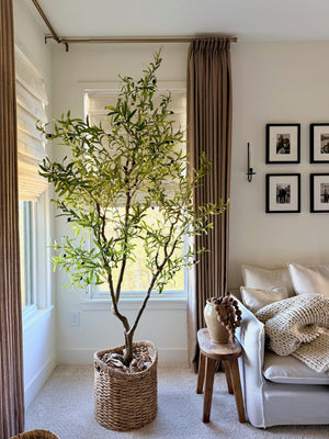 Big Rooms, Bigger Statements: Choosing the Right Olive Tree Size