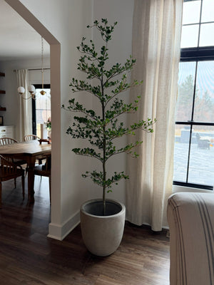 The Dark Muse: Why the Black Olive Tree Earned the Title "Shady Lady"