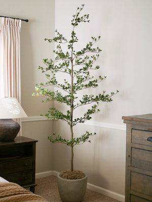The "Shady Lady" Effect: Why the Black Olive Tree is the New "Little Black Dress" of Home Decor