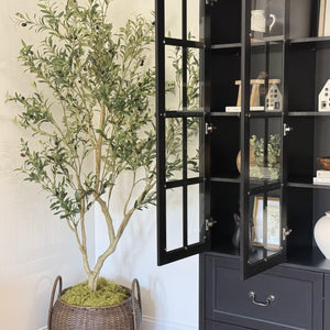 Amanda 7ft olive tree