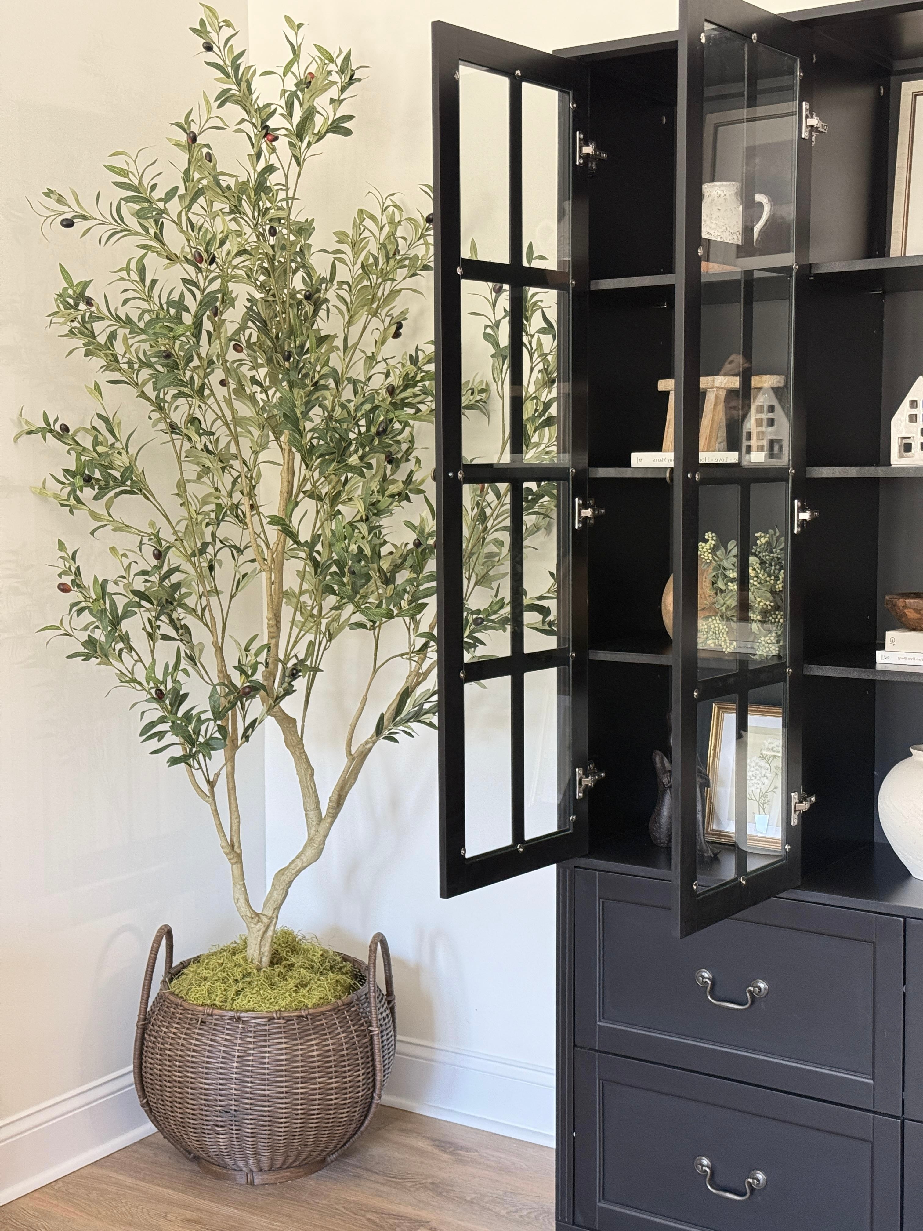 Amanda 7ft olive tree