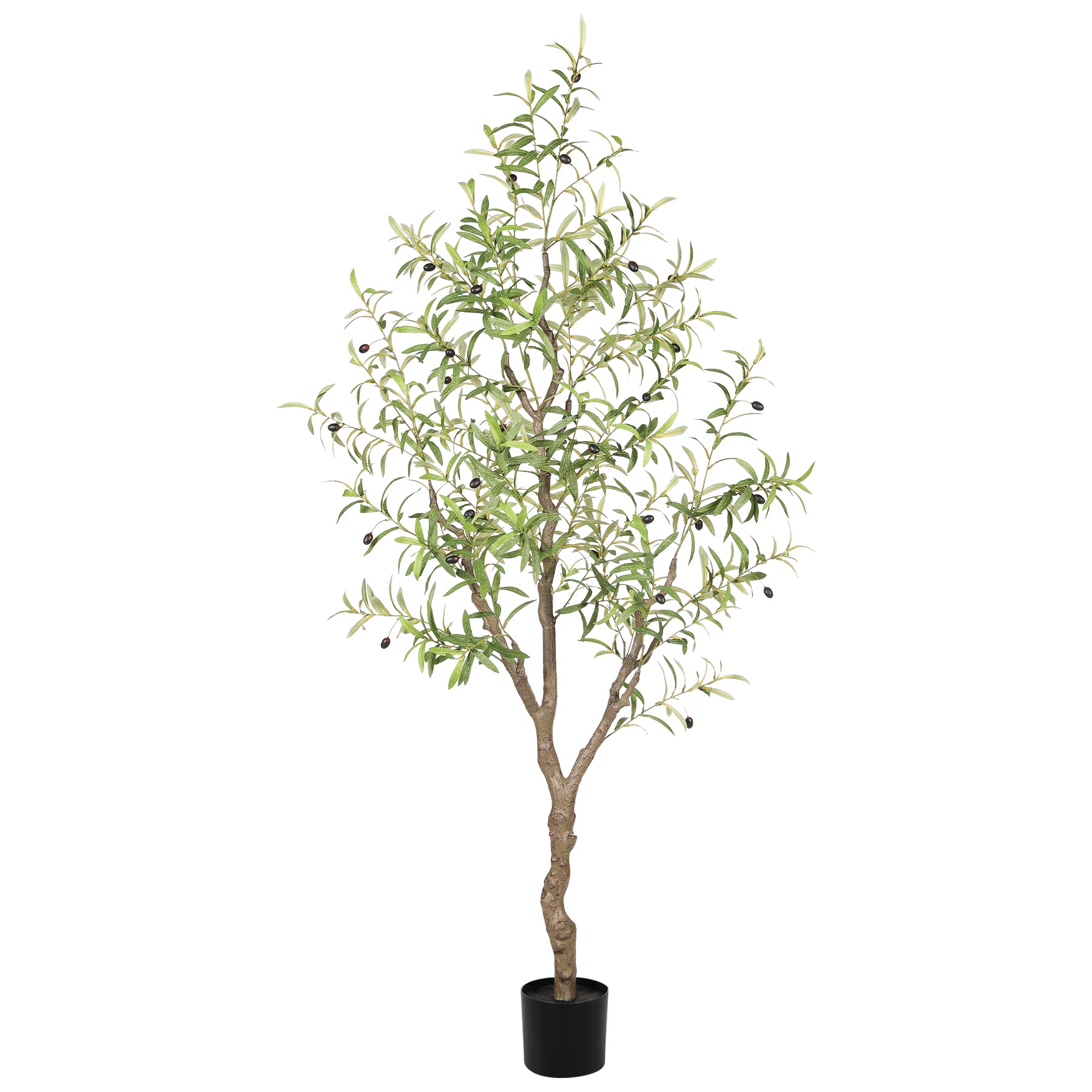 6FT Large Olive Trees Branches