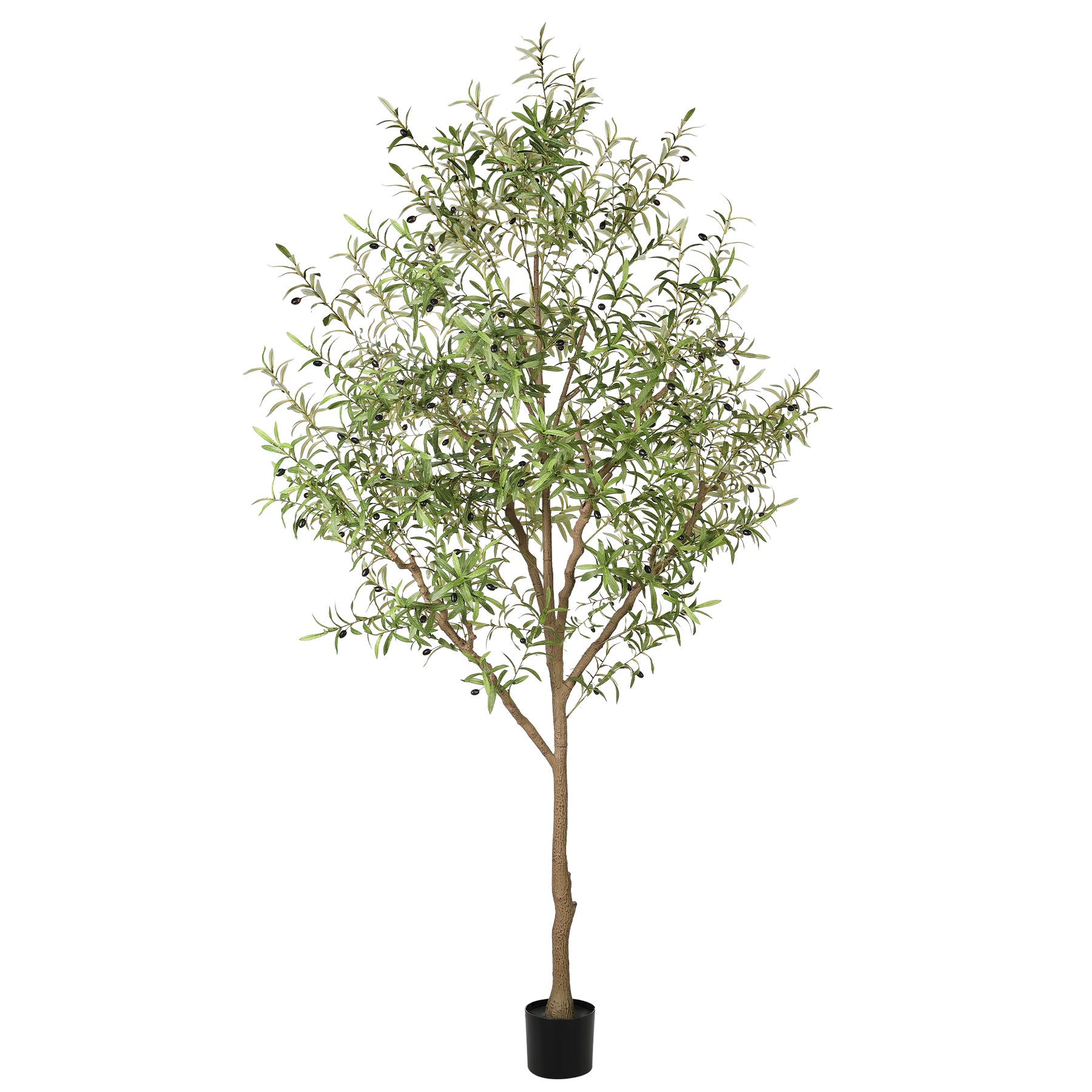 9FT Large Olive Trees Branches