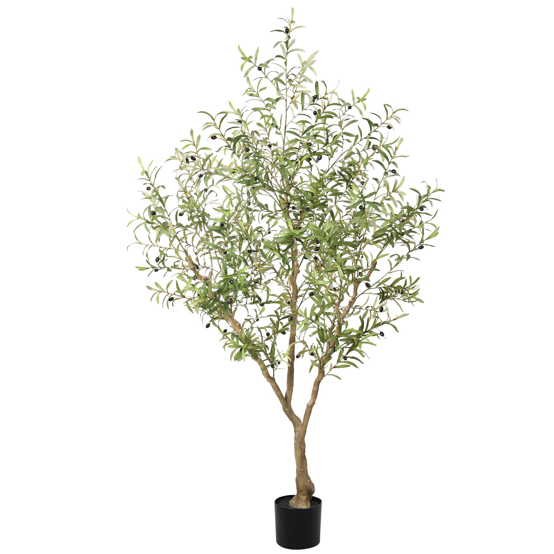 7FT Large Olive Trees Branches