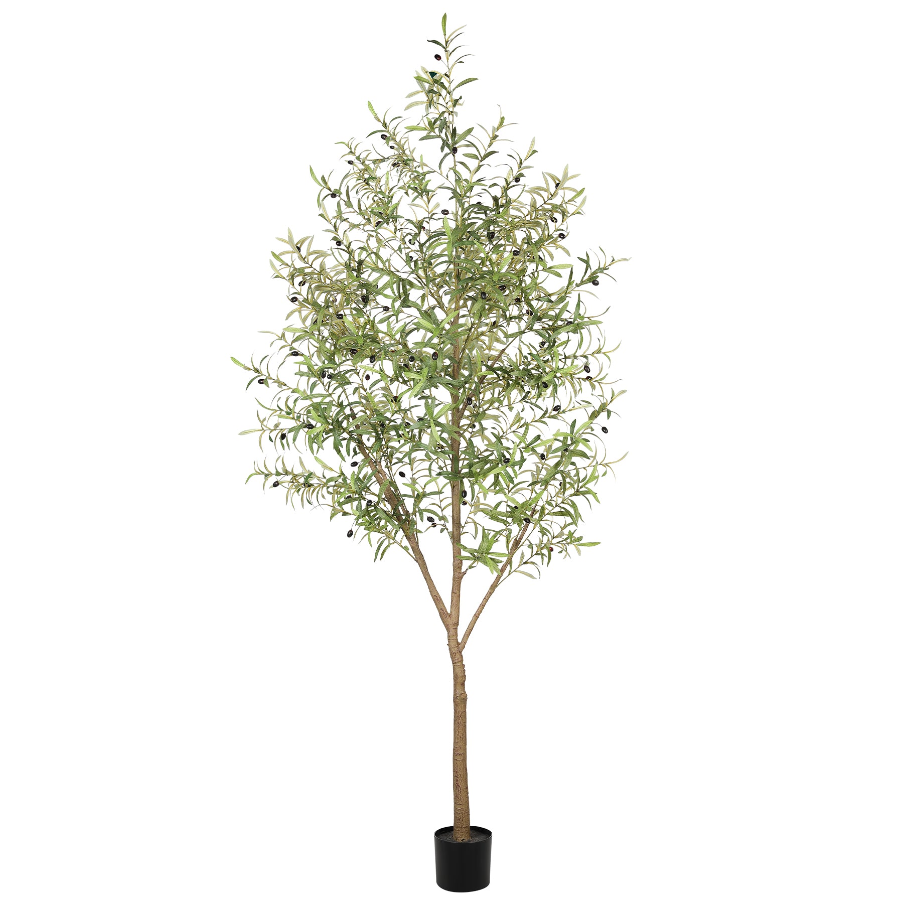8FT Large Olive Trees Branches