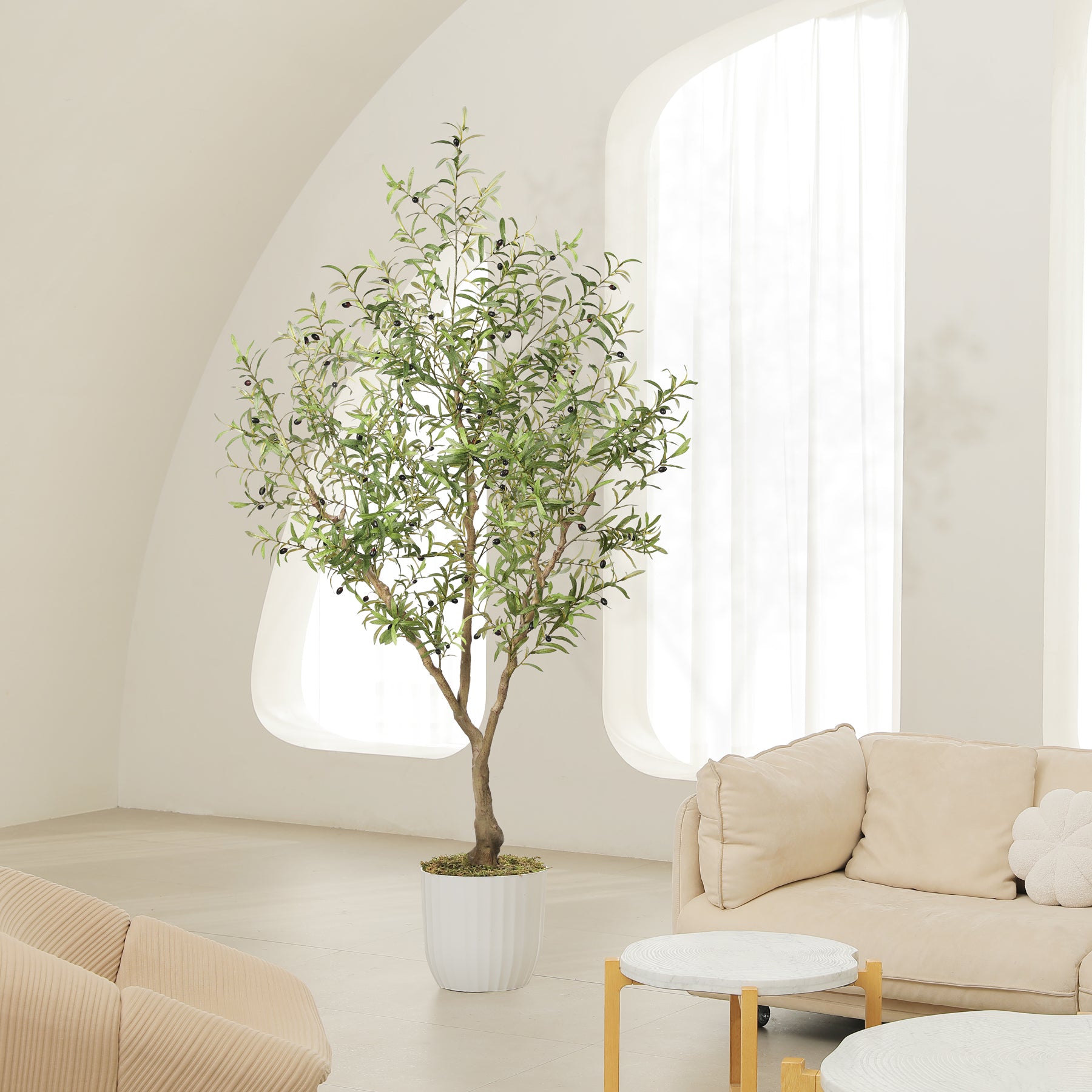 7FT Large Olive Trees Branches