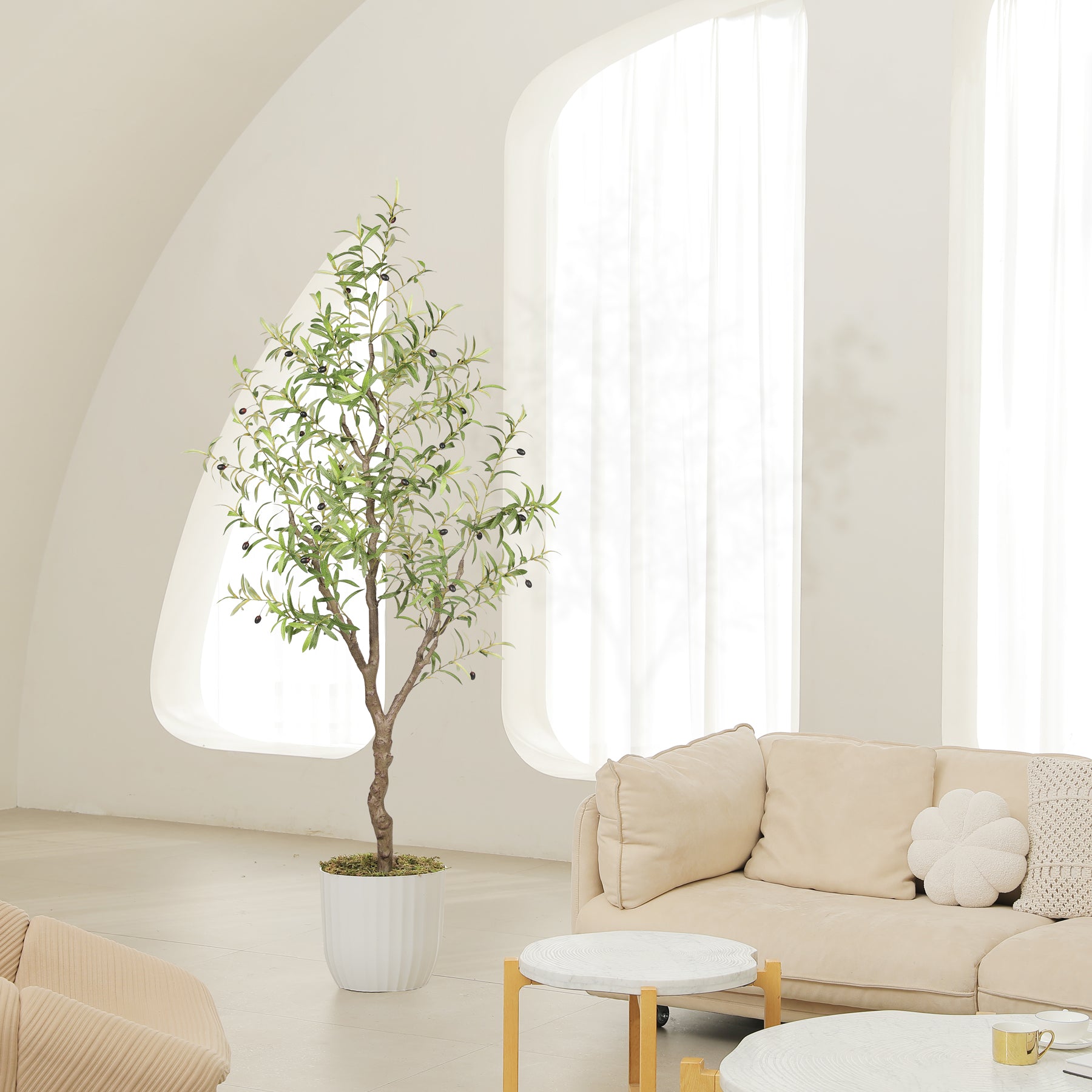 6FT Large Olive Trees Branches