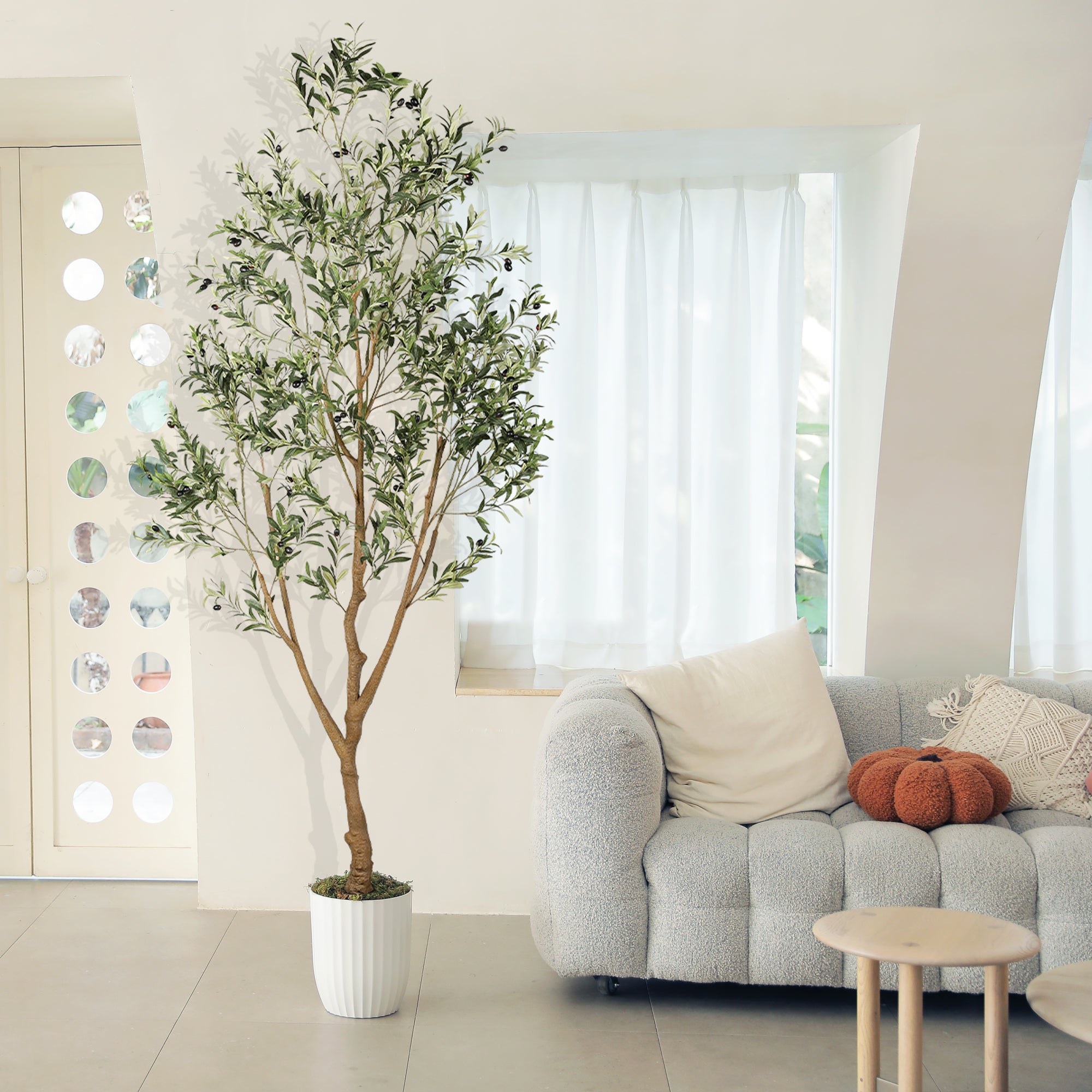 8FT Natural Olive Tree