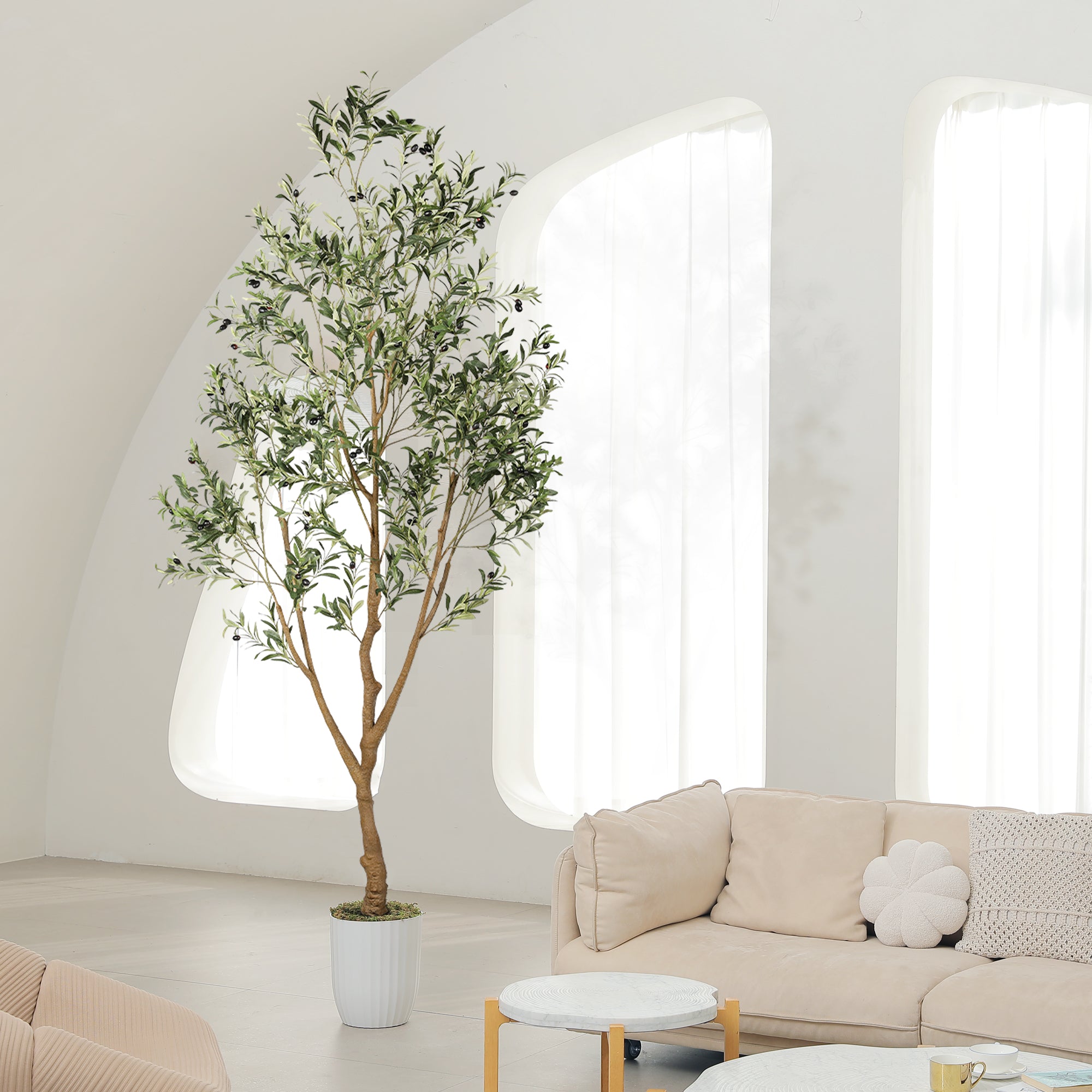 8FT Natural Olive Tree