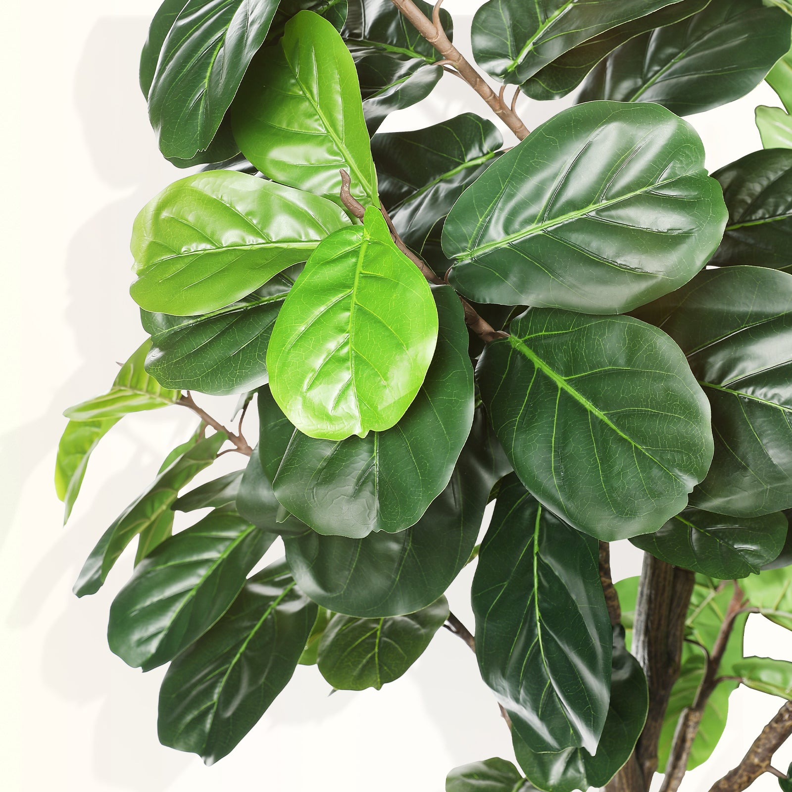 8ft Fiddle Leaf Fig Tree